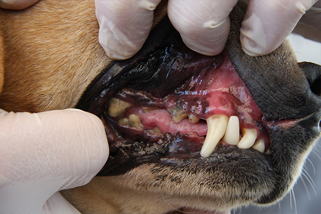 Showing dental disease in one of the dogs seized 